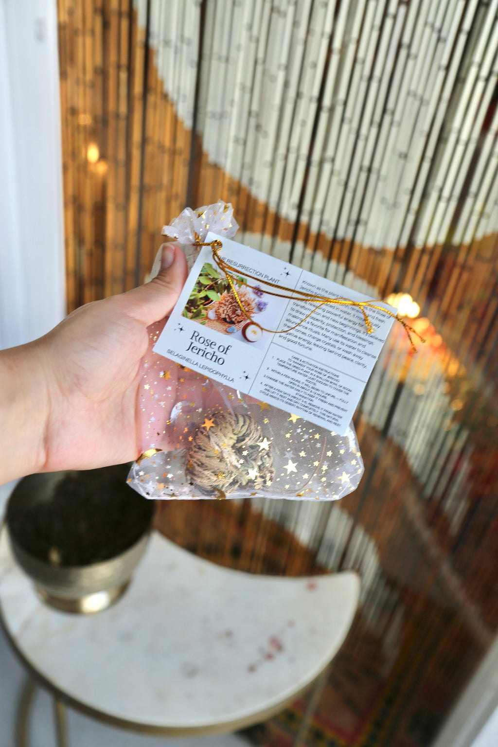 Rose of Jericho